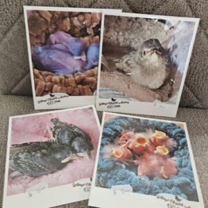 WVH - Fotokarten Pflegestelle